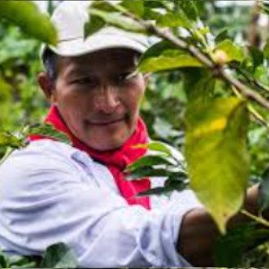 Exportacion de cafe colombiano a europa