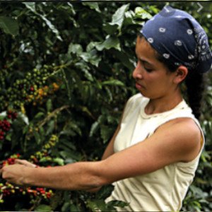 exportación de café colombiano a Canadá